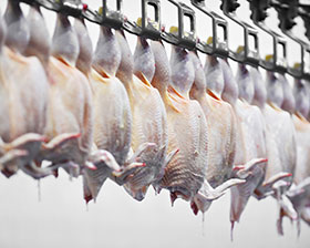  fabio nunes, procesamiento de carne de pollo