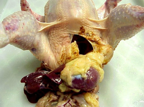 pollo contaminado durante el procesamiento, fabio nunes,