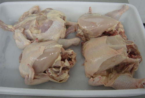 procesamiento de carne de pollo