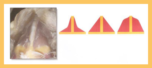  Hy-Line, manejo de reproductoras, el sitio avicola