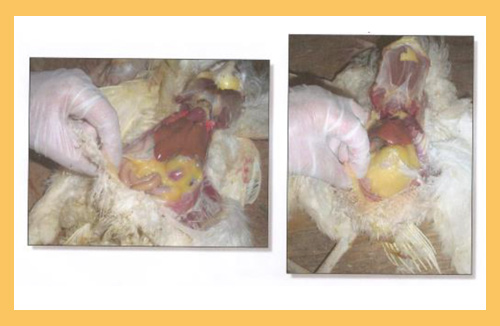 desarollo de aves, HyLine, Hy-Line, el sitio avicola