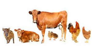 campylobacter, el sitio avicola, bacteria en pollo