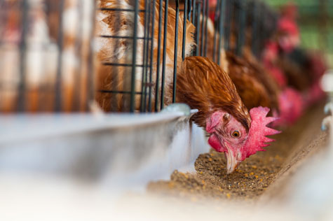 -nutriccion-ponedoras,-reproductoras,-el-sitio-avicola,-chris-wrigh