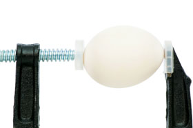 nutriccion ponedoras, reproductoras, el sitio avicola, chris wright