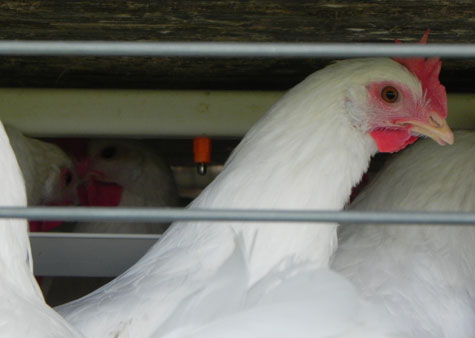 -mejorar-la-calidad-de-cascara-de-huevo,-el-sitio-avicola,-chris-wright