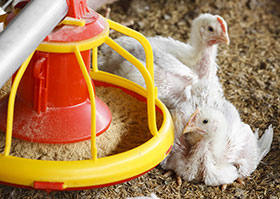 alimentos balanceados para broilers y pollo de engorde, el sitio avicola,chris wright