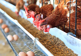 alimentos balanceados para ponedoras, el sitio avicola, chris wright