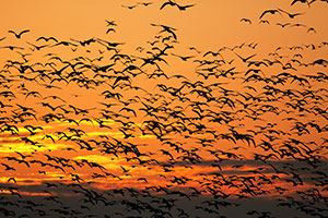 aves silvestres, gripe aviar, el sitio avicola, chris wright