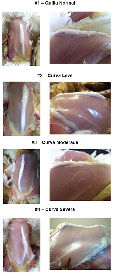 Hy-line,importancia de las pollonas de buena calidad