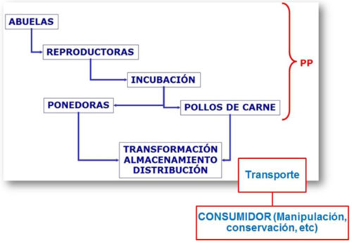 salmonela en gallinas, chris wright, el sitio avicola