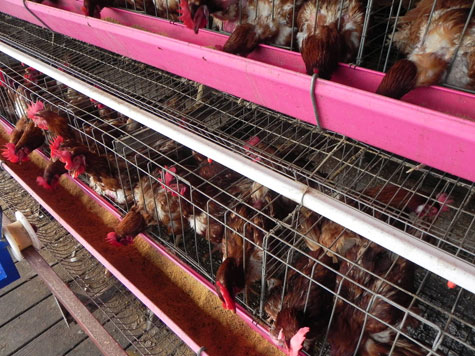  Hy-line, dieta para gallinas, nutricion para ponedoras, el sitio avicola