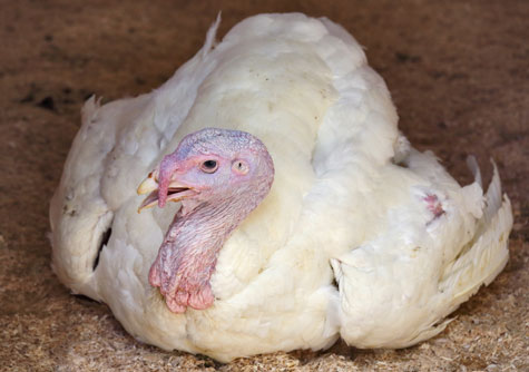 H1N1 en pavos, gripe aviar en patos, el sitio avicola, chris wright, editor