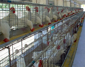 industria avicola en centroamerica y caribe, dr alberto ramirez, el sitio avicola
