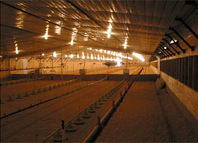  luz y la produccion de pollo de engorde, el sitio avicola, chris wright