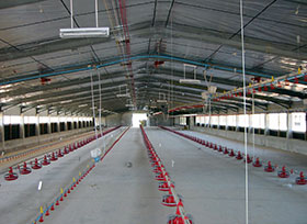  produccion de pollo de engorde