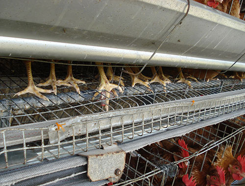  fatiga de jaula en ponedoras, el sitio avicola