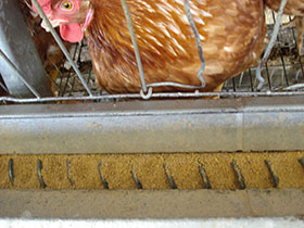 raquitismo, enfermedades de aves, pollo, ponedoras, el sitio avicola 