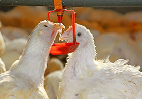  higado graso en gallinas y pollos