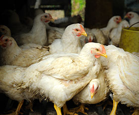  sindrome ascitico (SA) en los pollos de engorda