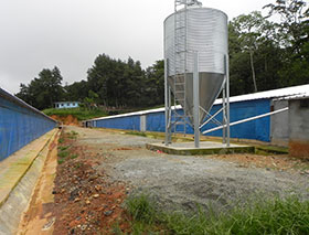  sindrome ascitico (SA) en los pollos de engorda