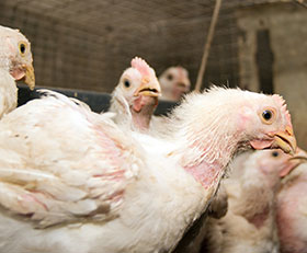  sindrome ascitico (SA) en los pollos de engorda