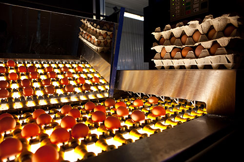 dia mundial del huevo, el sitio avicola,nutricion de huevos