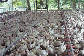 galpon para pollos, pollos de engorde, el sitio avicola, chris wright