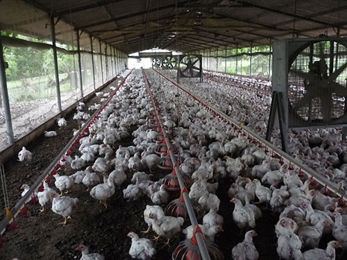 pollos de engorde,-galpones-avicolas,-el-sitio-avicola,-chris-wright