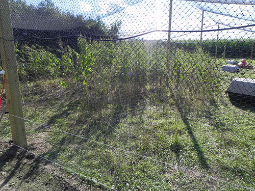Cria de faisanes, vegetacion en el corral, el sitio avicola