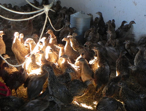 , faisanes comerciales, el sitio avicola