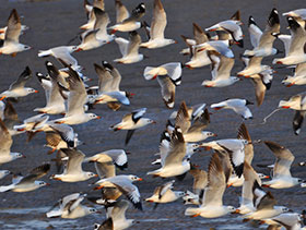  influenza aviar en aves silvestres, el sitio avicola