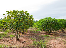 jatrofa para alimentos balanceados,el sitio avicola