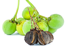  semilla de jatropha, el sitio avicola