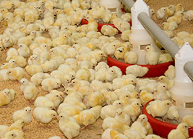 puede alimentar pollos con jatrofa