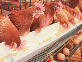 ponedoras y salmonela, el sitio avicola, chris wright