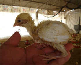  pollitas de postura, el sitio avicola, chris wright