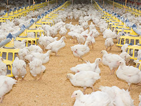 es importante la temperatura del piso en granjas de pollo, el sitio avicola