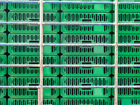 prefaena, pollo, el sitio avicola, chris wright, fabio nunes