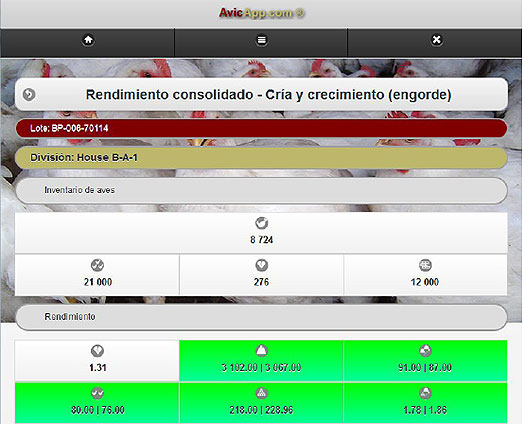 operaciones avicolas, gestion avicola