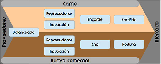 pollos, ponedoras, reproductoras