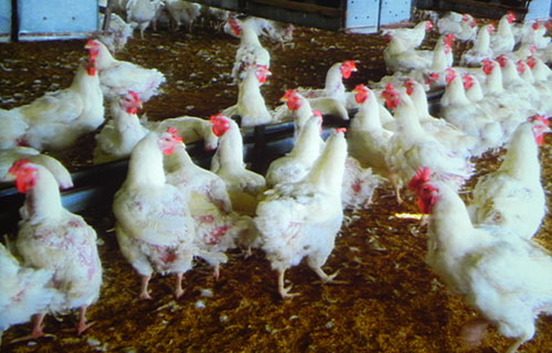 Adalberto-Rossi-produccion-de-pollo