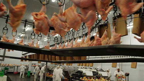 Adalberto Rossi-produccion de pollo en argentina