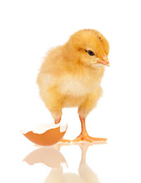 Evaluacion de la calidad en pollita ligera