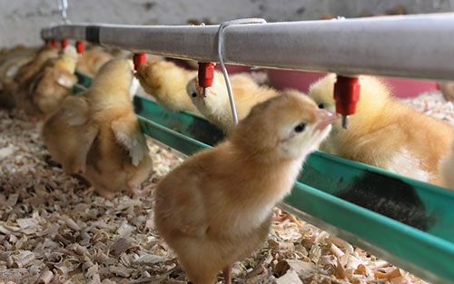  pollita en crianza-el sitio avicola