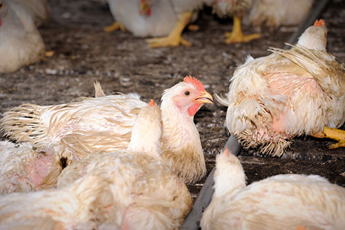 estres calorico en pollos, alimentos restringido en pollo