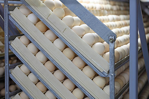 incubacion de pollitos