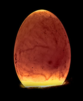 incubacion de pollitos, el sitio avicola