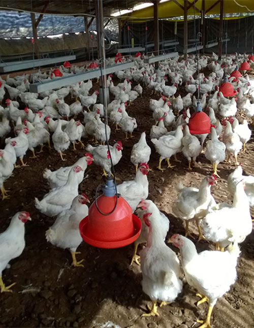 Petersime-PolloCoa-Colombia-reproductoras