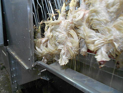 procesamiento de pollo