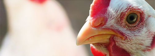 Cid LInes, Virocid, bioseguridad